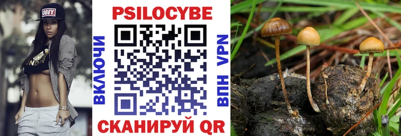 Галлюциногенные грибы Psilocybe  blacksprut как зайти  Йошкар-Ола 